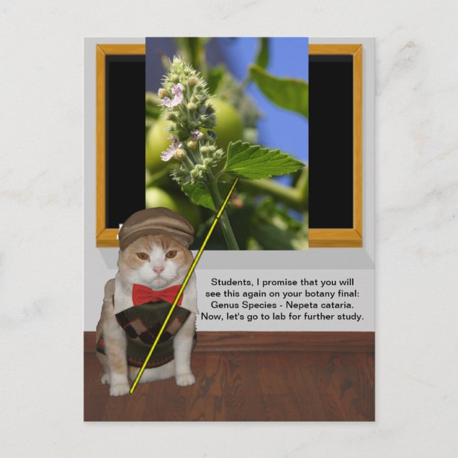 Cartão Postal Professor de Gato Engraçado (Frente)