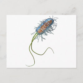 Cartão Postal Prokaryotic cell