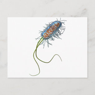 Cartão Postal Prokaryotic cell