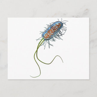 Cartão Postal Prokaryotic cell