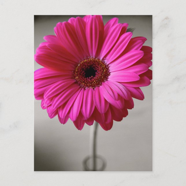 Cartão Postal Promessa Gerbera (Frente)
