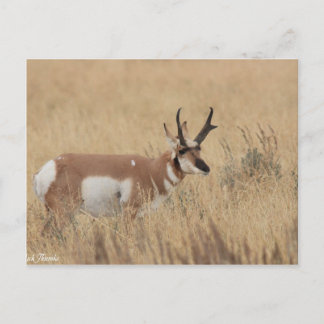 Cartão Postal Pronghorn