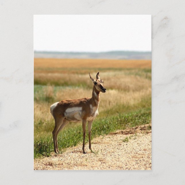 Cartão Postal Pronghorn Antelope (Frente)