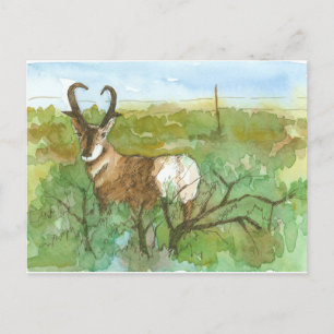 Cartão Postal Pronghorn Antelope Desert Landscape Watercolor