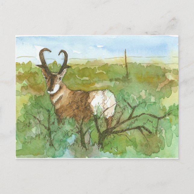 Cartão Postal Pronghorn Antelope Desert Landscape Watercolor (Frente)