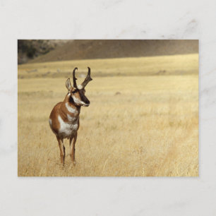 Cartão postal Pronghorn Antelope Wildlife Series