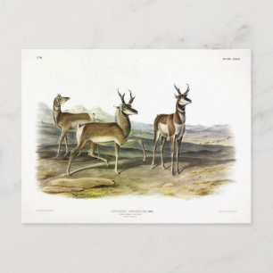 Cartão Postal Pronghorn (Antílope de Coroa Pong), por Audubon