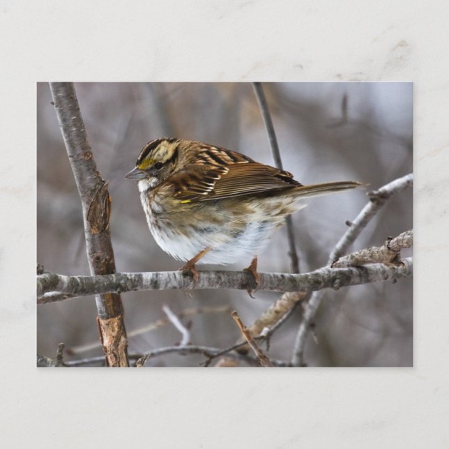 Cartão Postal Pronto para Takeoff-post-cardcopy (Frente)