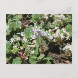 Cartão Postal Prostrato de Ceanothus