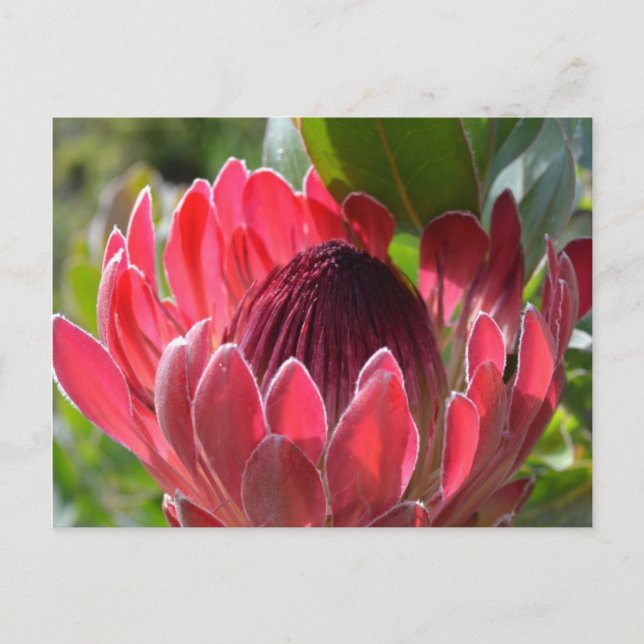 Cartão Postal Protea Flor África do Sul (Frente)