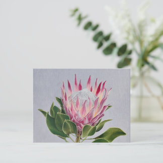Cartão Postal Protea Postcard