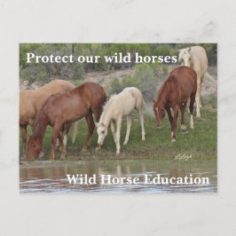 Cartão Postal Proteja nossos cavalos selvagens
