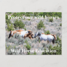 Cartão Postal Proteja nossos cavalos selvagens