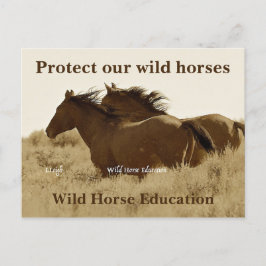 Cartão Postal Proteja nossos cavalos selvagens