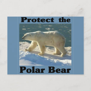 Cartão Postal Proteja o Urso Polar