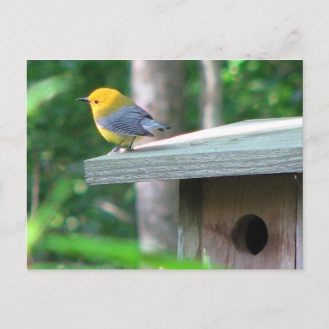 Cartão Postal Prothonotary Claims Box Postcard (Frente)