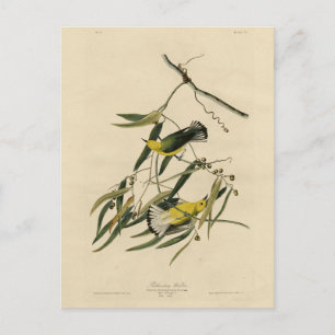 Cartão Postal Prothonotary Warbler - Aves da América de Audubon