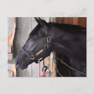 Cartão Postal Prova de Bully por Bellamy Road Flaming Slew