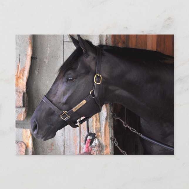 Cartão Postal Prova de Bully por Bellamy Road Flaming Slew (Frente)