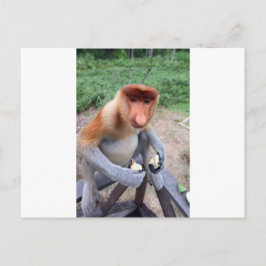 Cartão Postal Próximo e pessoal do macaco Proboscis macho