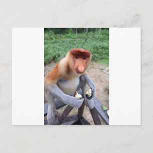 Cartão Postal Próximo e pessoal do macaco Proboscis macho