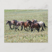 Pryor Mountain Wild Horses Libertadas