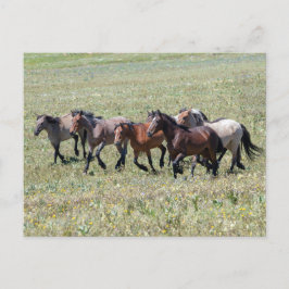 Cartão Postal Pryor Mountain Wild Horses Libertadas