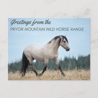 Cartão Postal Pryor Mountain Wild Mustang: Orgulho da Nuvem