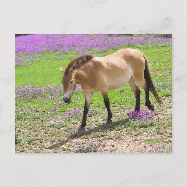 Cartão Postal Przewalski Horse (Frente)