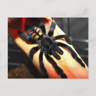 Cartão Postal Psalmopous irminia