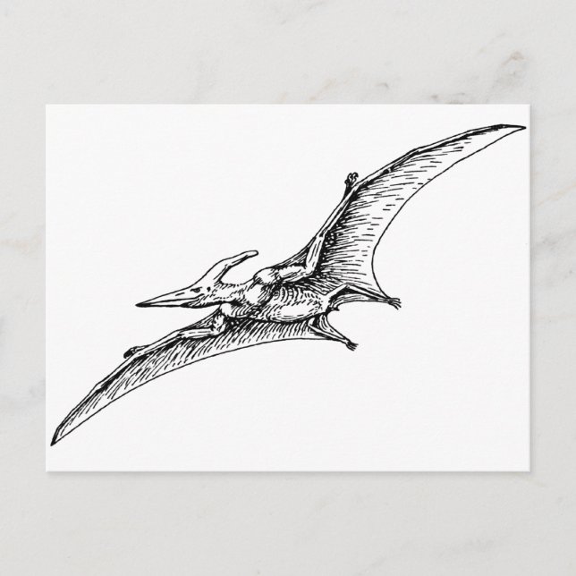 Cartão Postal Pterodactilo (Frente)