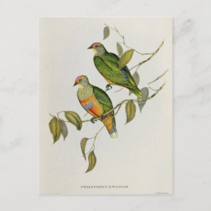Cartão Postal Ptilinopus Ewingii