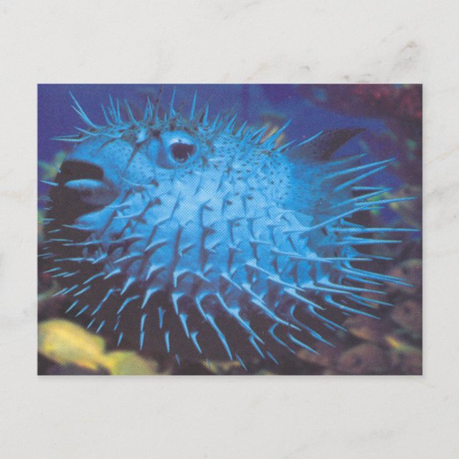 Cartão Postal Pufferfish (Frente)