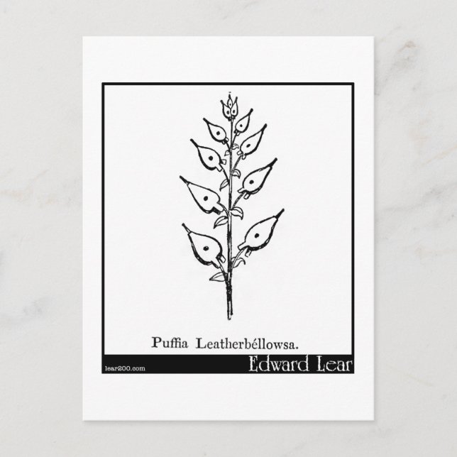 Cartão Postal Puffia Leatherbellowsa. (Frente)