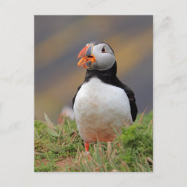 Cartão Postal Puffin