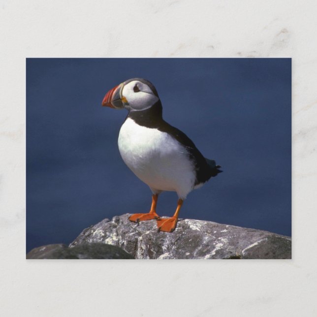 Cartão Postal Puffin (Frente)