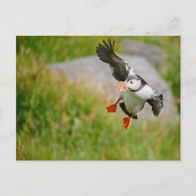 Cartão postal Puffin (Frente)