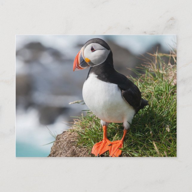 Cartão Postal Puffin atercula arctica em Lfingabjarg Islândia (Frente)