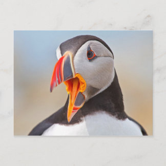 Cartão Postal Puffin Atlântico