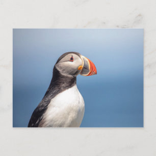 Cartão Postal Puffin Atlântico em Machias, Maine