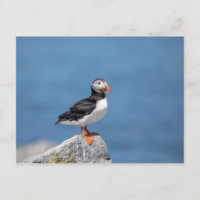 Puffin Atlântico em Machias, Maine