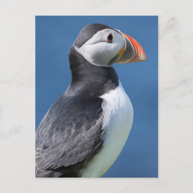 Cartão Postal Puffin Atlântico (Fratercula Arctica) No Cliff (Frente)
