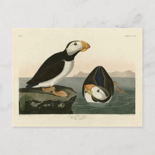 Cartão Postal Puffin - Aves da América de Audubon