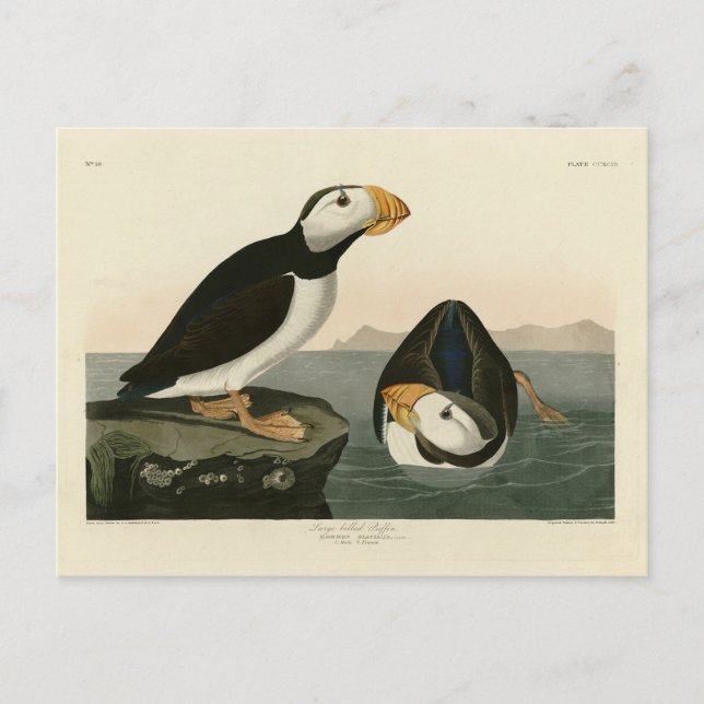 Cartão Postal Puffin - Aves da América de Audubon (Frente)