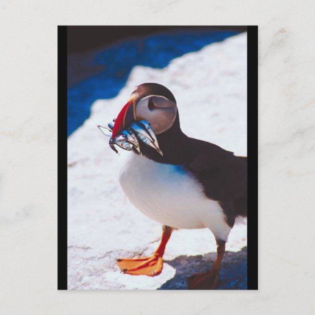 Cartão Postal Puffin com Peixe (Frente)