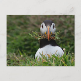 Cartão Postal Puffin Construtor de Ninho