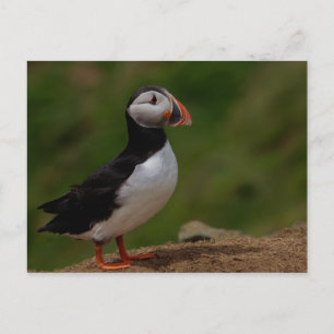 Cartão Postal Puffin de Alerta