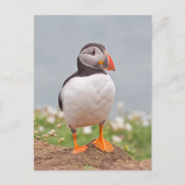 Cartão Postal Puffin de Pé Pendente
