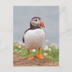 Cartão Postal Puffin de Pé Pendente