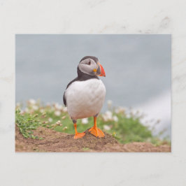 Cartão Postal Puffin de Pé Pendente